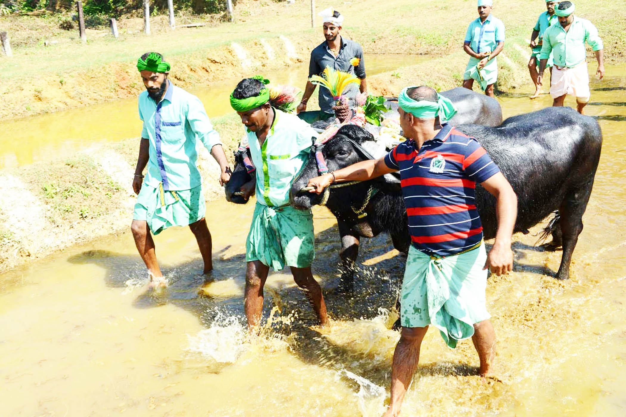 ಕಟ್ಟುಕಟ್ಟಳೆಗೆ ಸೀಮಿತವಾದ ಶಿರ್ವ ಕಂಬಳ